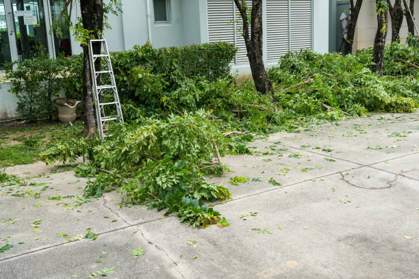 Best Emergency Tree Service  in Franklin, NJ